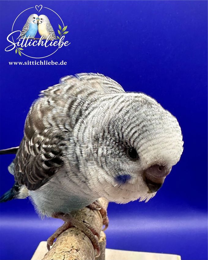 Blackwing Handzahm mit Liebe aufgezogen bei Sittichliebe