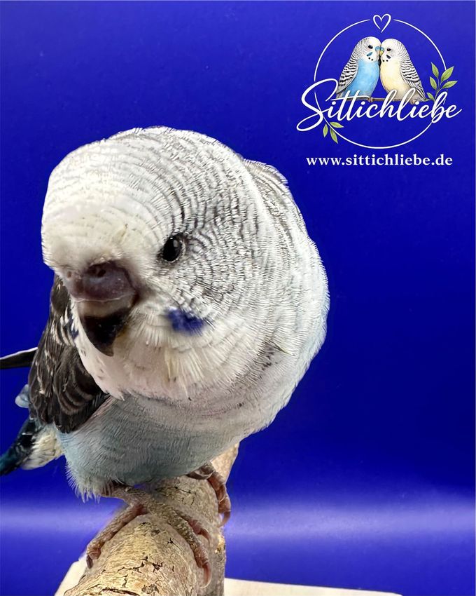 Wellensittich Blackwing Blaureihe Handzahm mit Liebe aufgezogen bei Stittichliebe