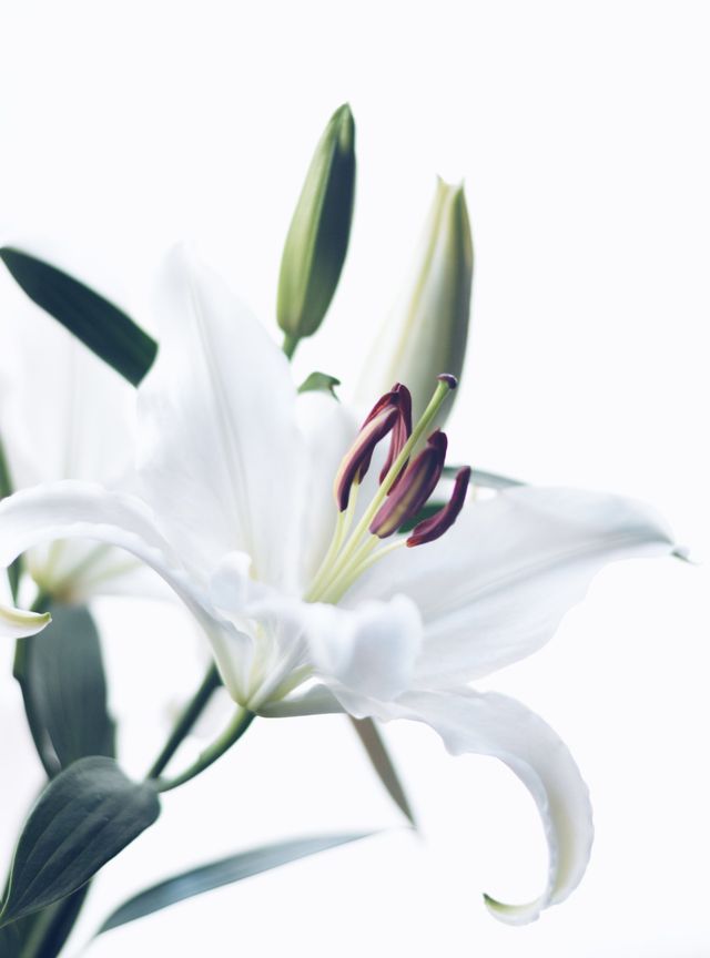Flor de febrero: Lirio blanco