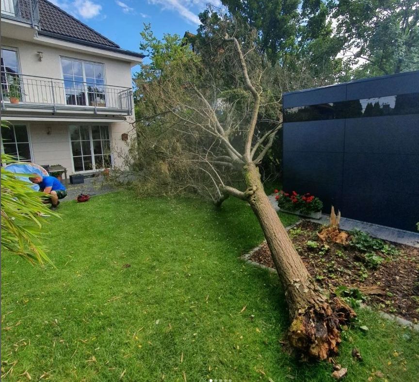 Baumontrolle, Brandkustenpilz, Verkehrssicherheit bei Bäumen, Wurzelfäule, Baumpilze, Holzzerstörende Pilze, 