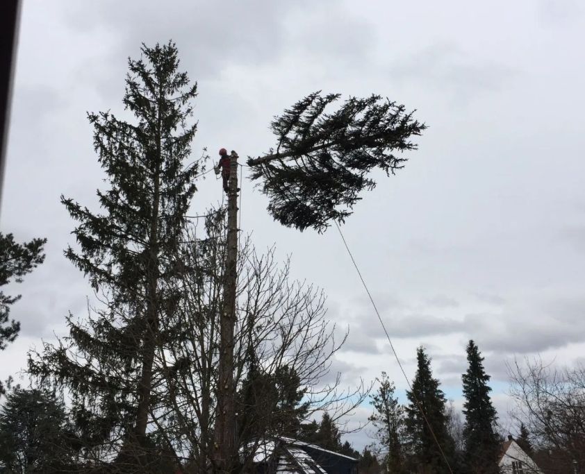 Baumfällung, Arborist, Rigging, Fällarbeiten, Baumpflege
