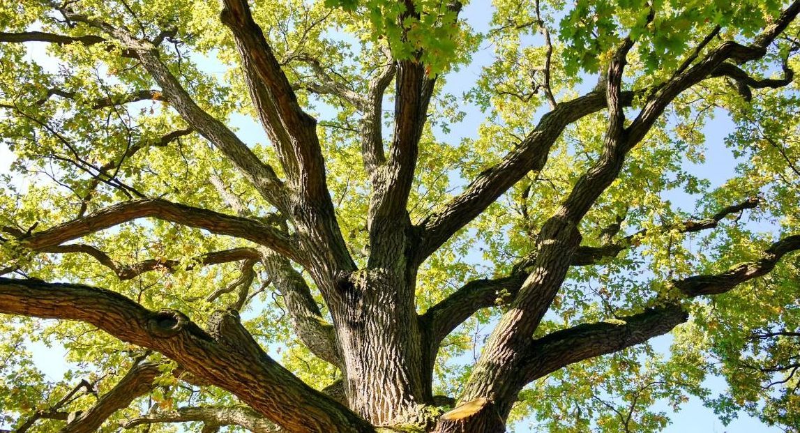 Kronenpflege, Baumkrone, Vitaler Baum, Baumpflege