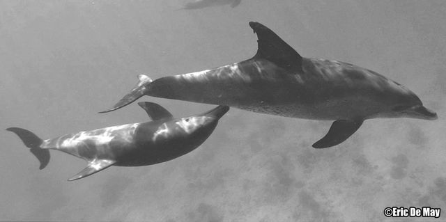 Les Mamans Dauphins Chantent