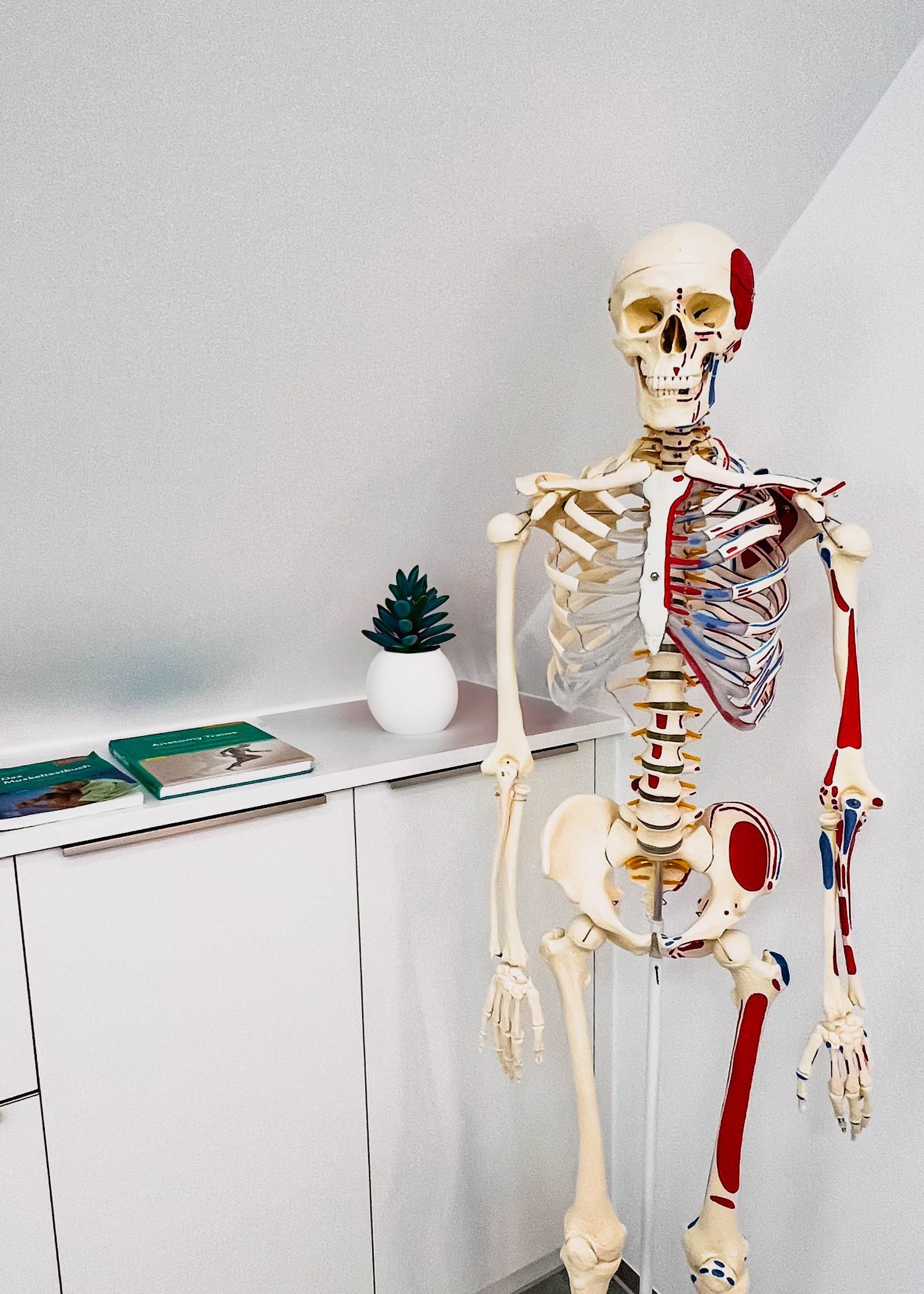 Praxisraum mit Nachbildung menschliches Skelett als Anschauungsbeispiel für Anatomie