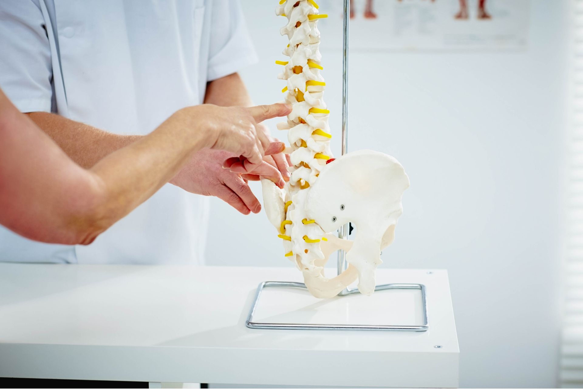 Besprechung an einer Wirbelsäulen Nachbildung