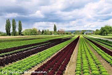 Bärlauch in der Klingenbachschlucht Bärlauch in der Klingenbachschlucht