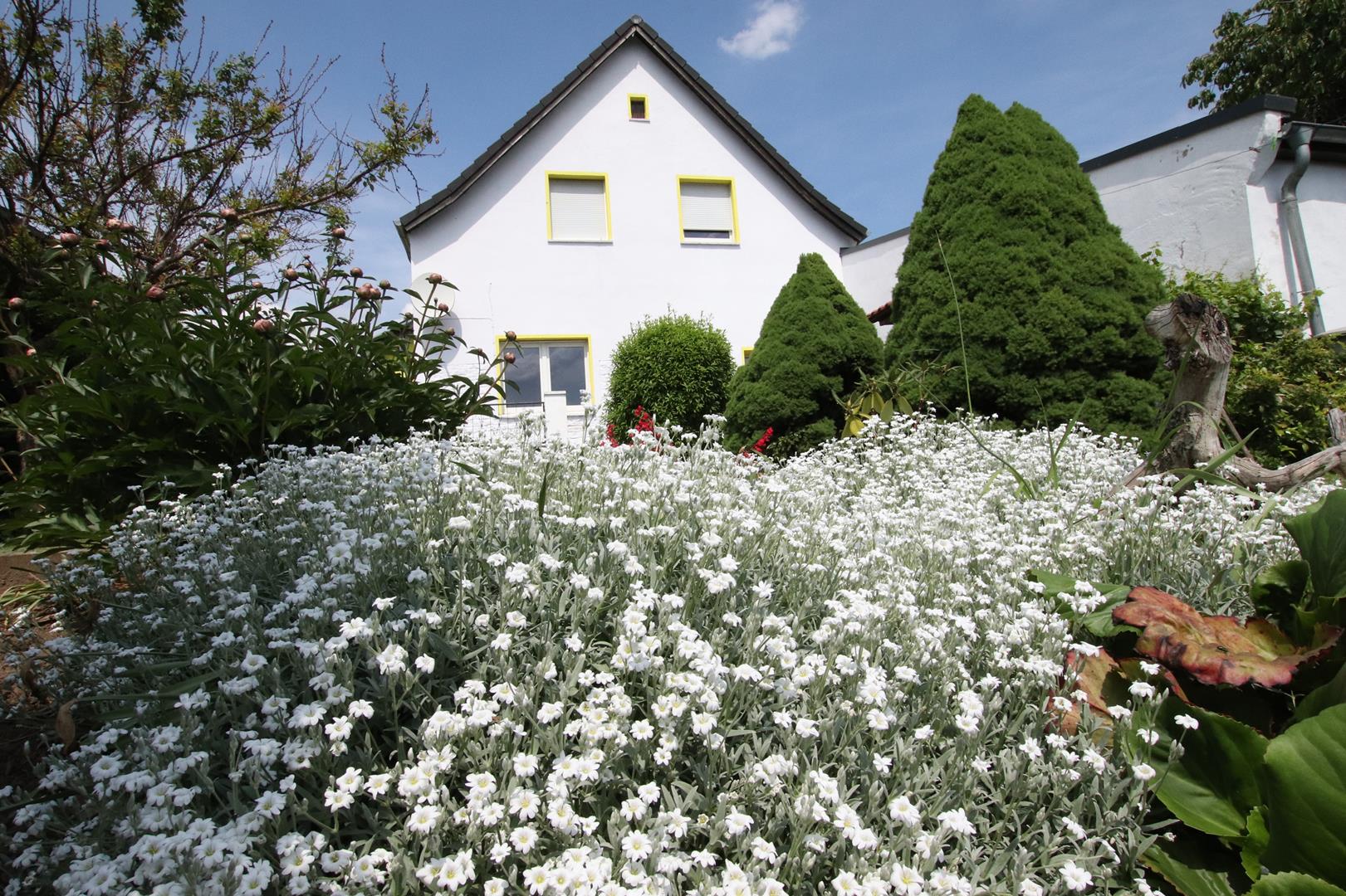 Haus mit Gewerbeeinheit und großem Garten im Neustädter Feld