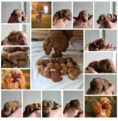 Pudel Welpen Schlewswig-Holstein red fawn 2021 Cinnamon Curls