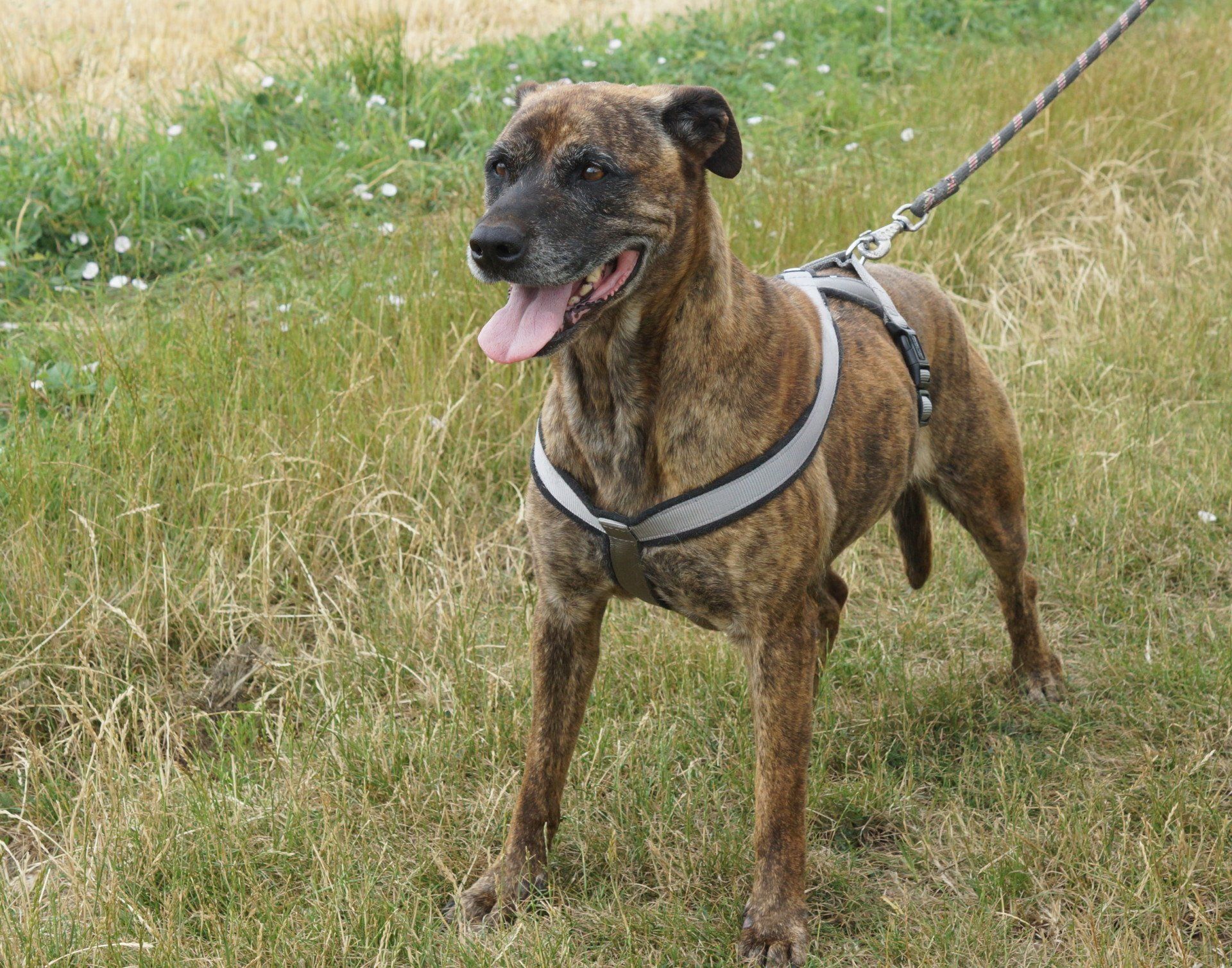 Adoption de chiens au refuge de Nargis