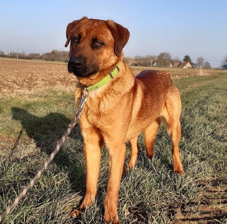 Adoption de chiens au refuge de Nargis