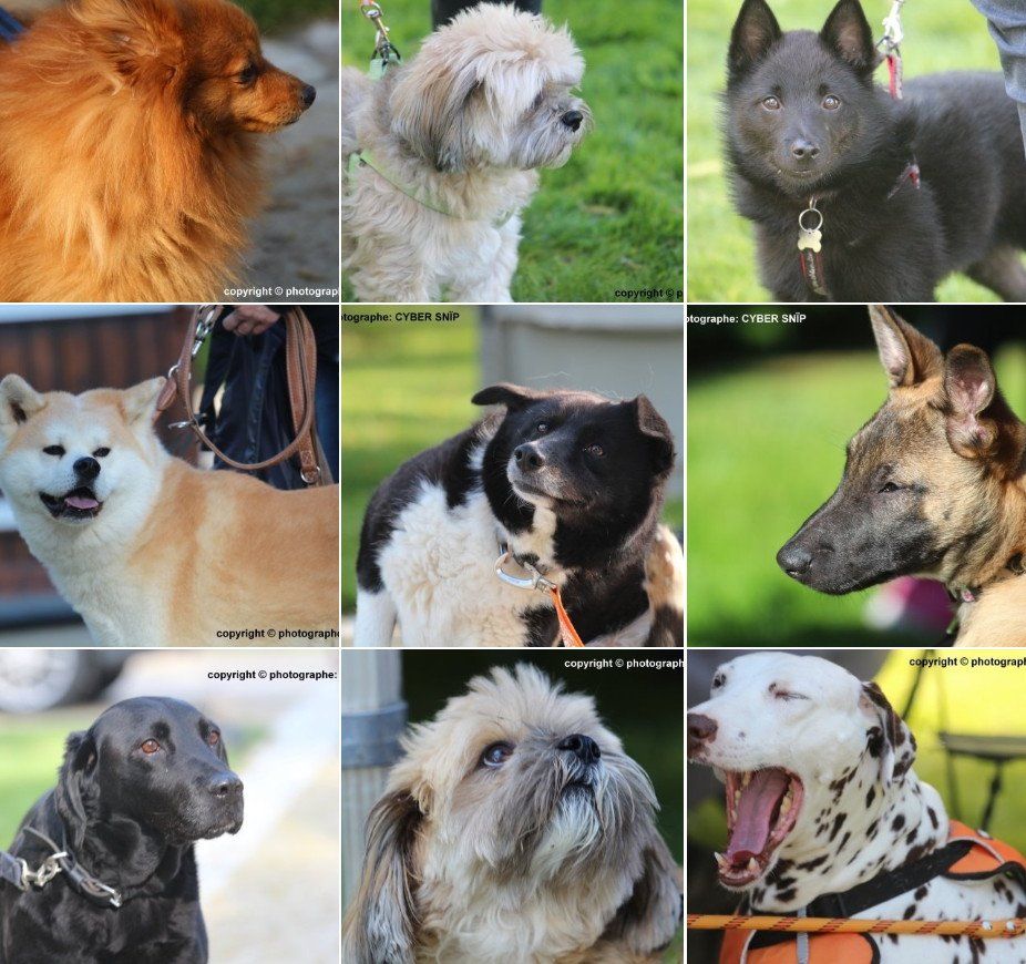 Adoption chiens, chats au refuge SPA de Nargis, Loiret