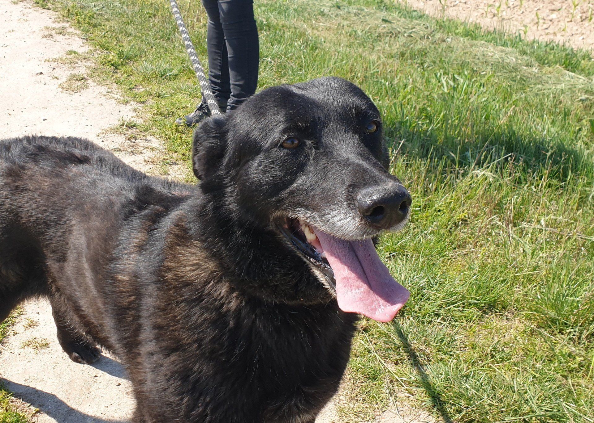 Adoption de chiens au refuge de Nargis