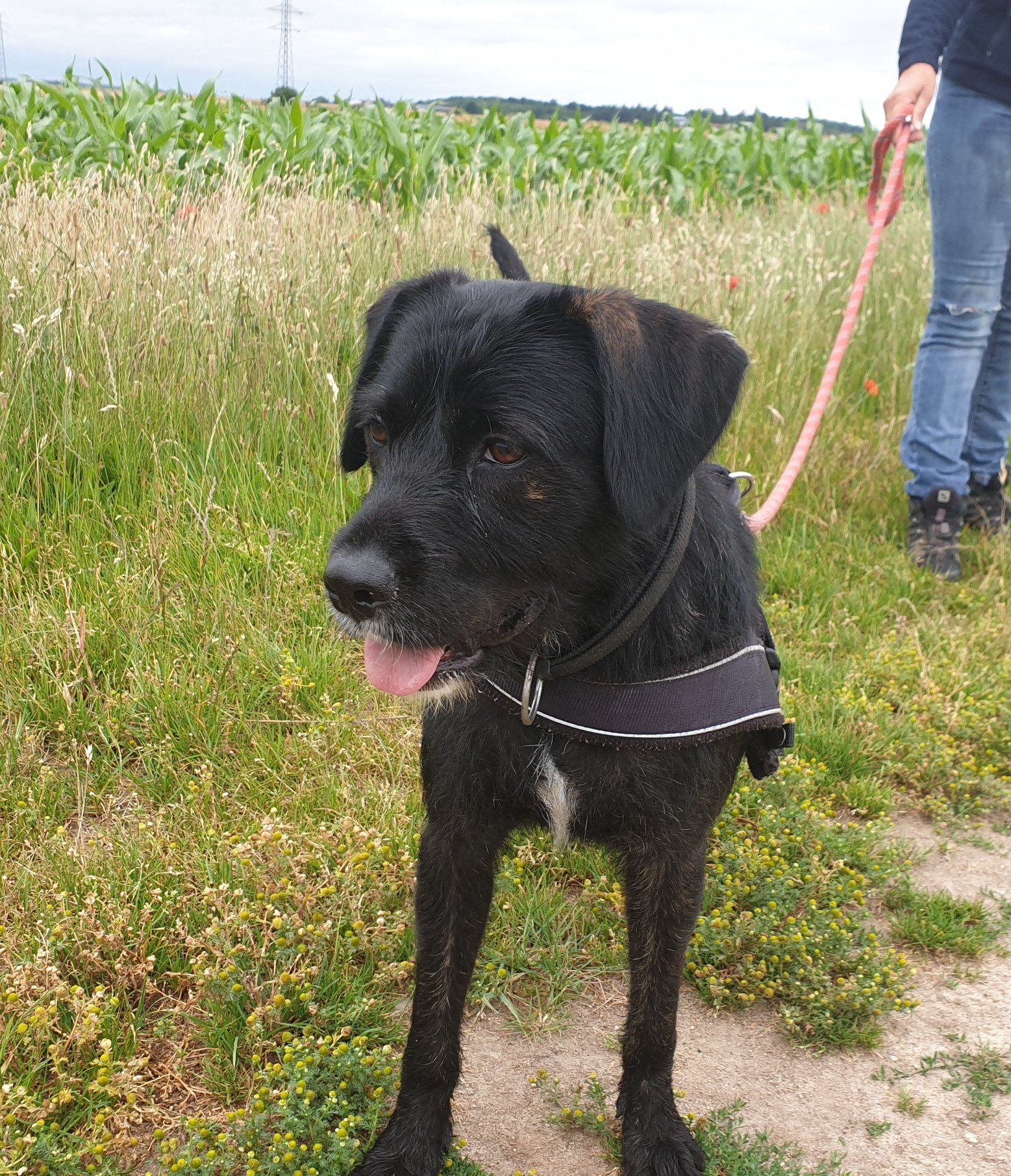 Adoption de chiens au refuge de Nargis