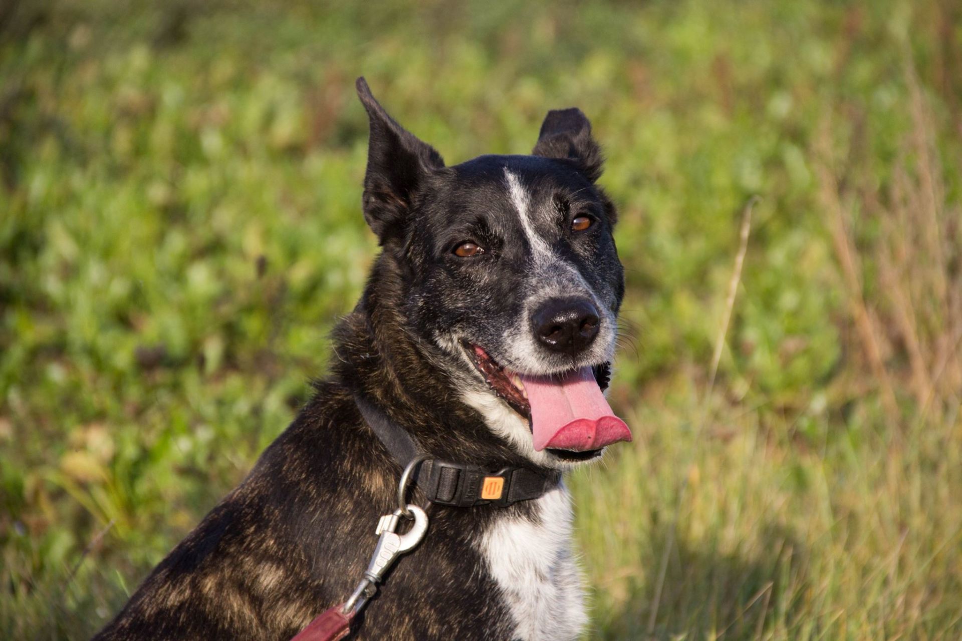 Adoption chiens, chats au refuge SPA de Nargis, Loiret