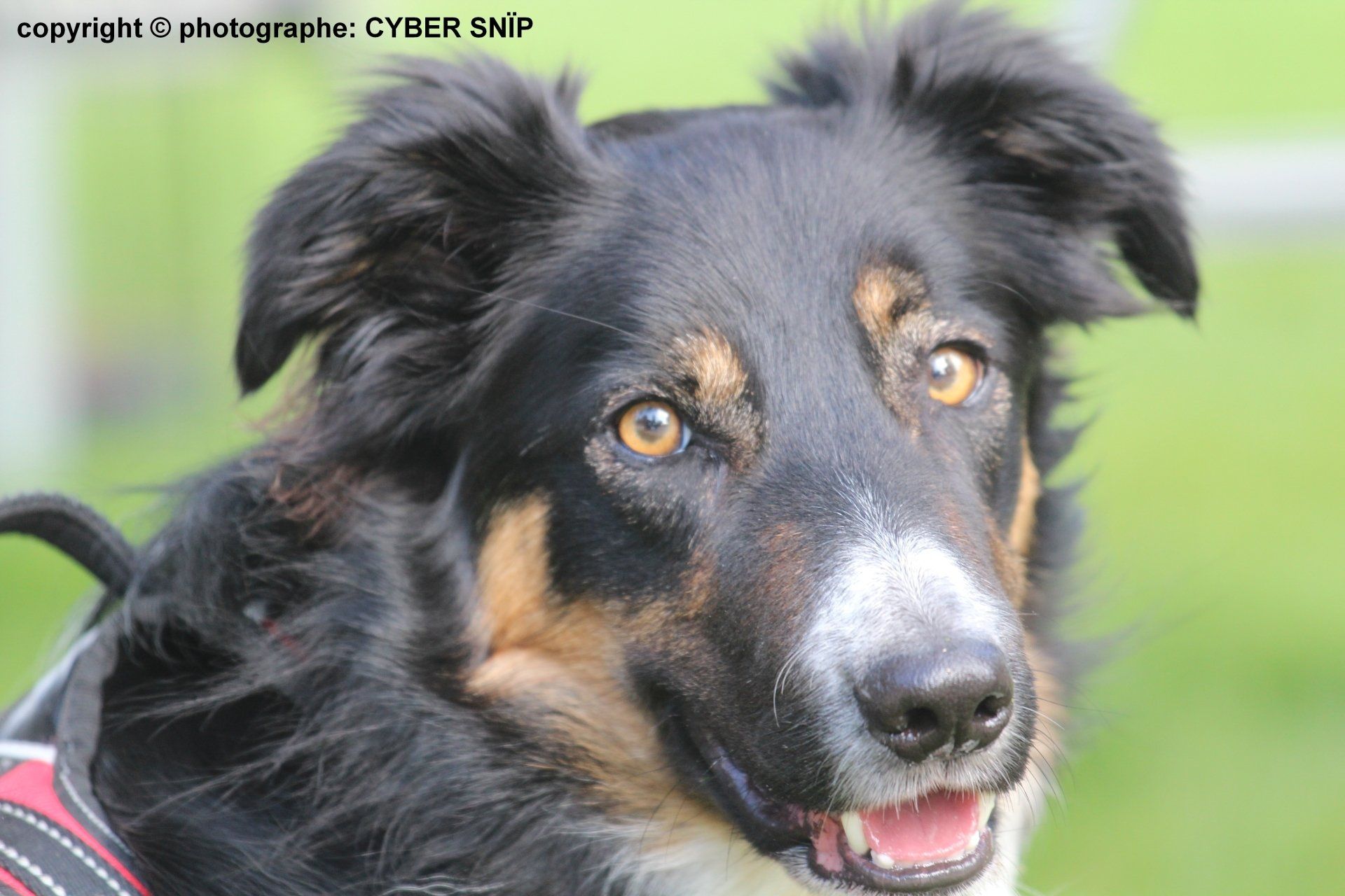 Chien et chat a l'adoption au refuge SPA de Nargis, 45 ,77