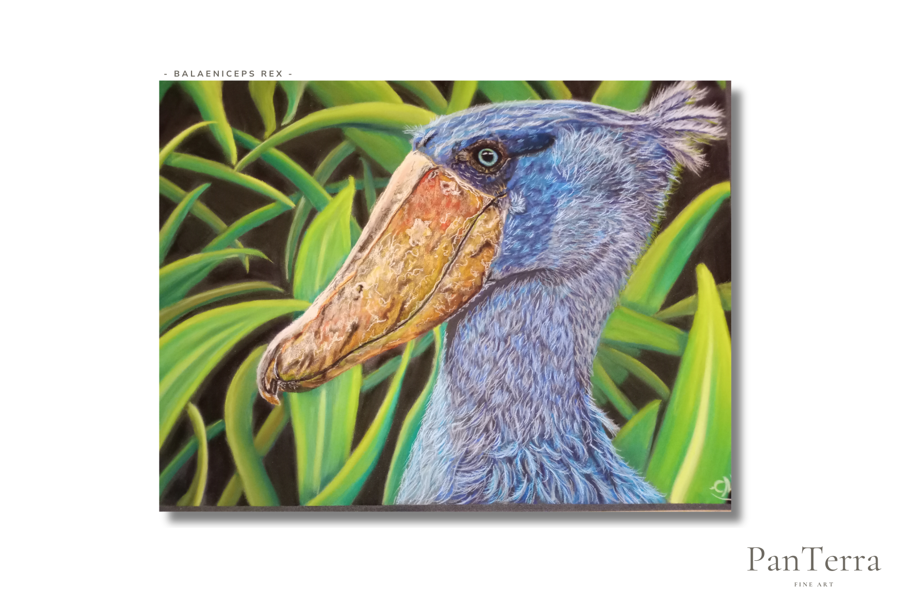 Blauer Schuhschnabelvogel mit großem, hellbraunem Schnabel zwischen grünen Blättern