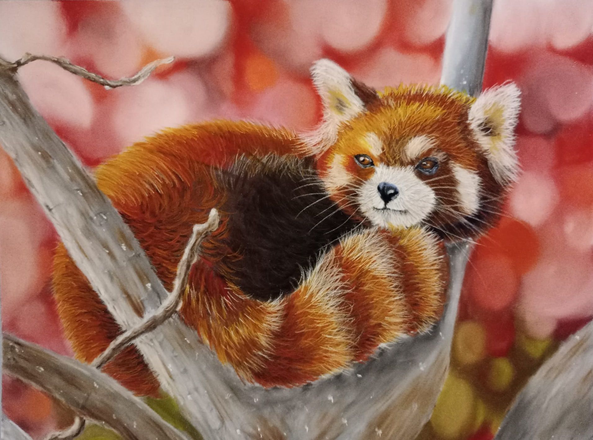 Ein Roter Panda ruht auf einem Ast inmitten zartrosa Blüten.