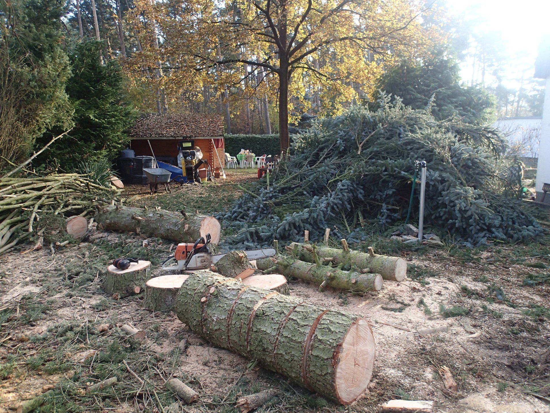 Baumfällungen Baumfällarbeiten Wir fällen Bäume, schneiden Wildwuchs von Büschen, Hecken, Sträuchern und Bäumen zurück und entsorgen den Grünschnitt für Sie