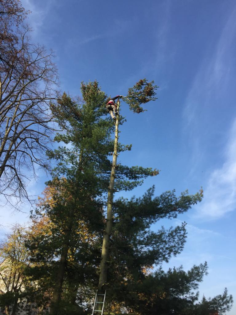 Baumfällungen Baumfällarbeiten Wir fällen Bäume, schneiden Wildwuchs von Büschen, Hecken, Sträuchern und Bäumen zurück und entsorgen den Grünschnitt für Sie