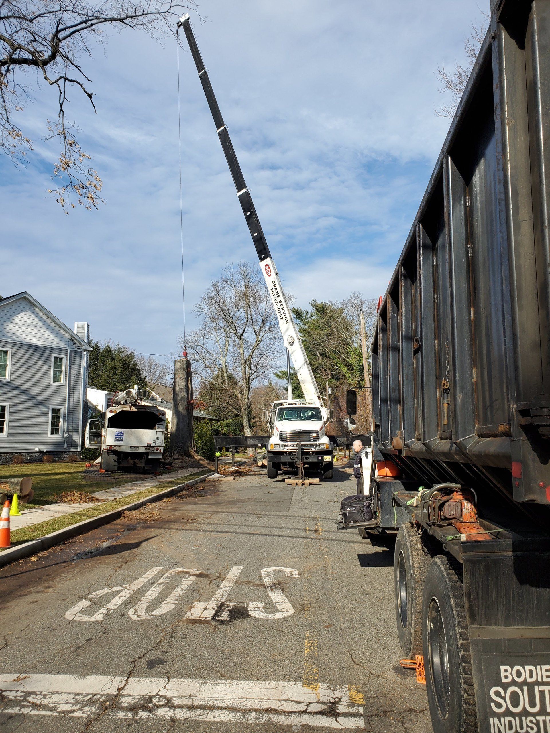 Large Tree Removal Services A&H Tree Service Bergen County, NJ