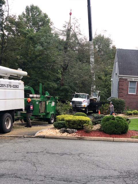 Large Tree Removal Services | A&H Tree Service | Bergen ...