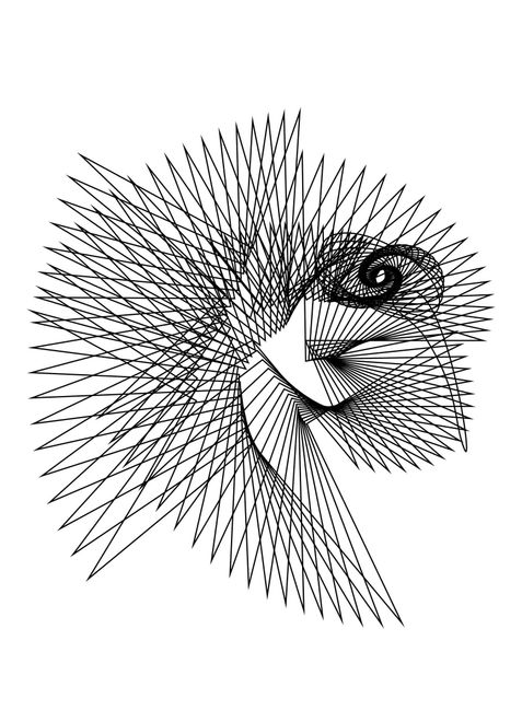 Kolibri mit Illustrator