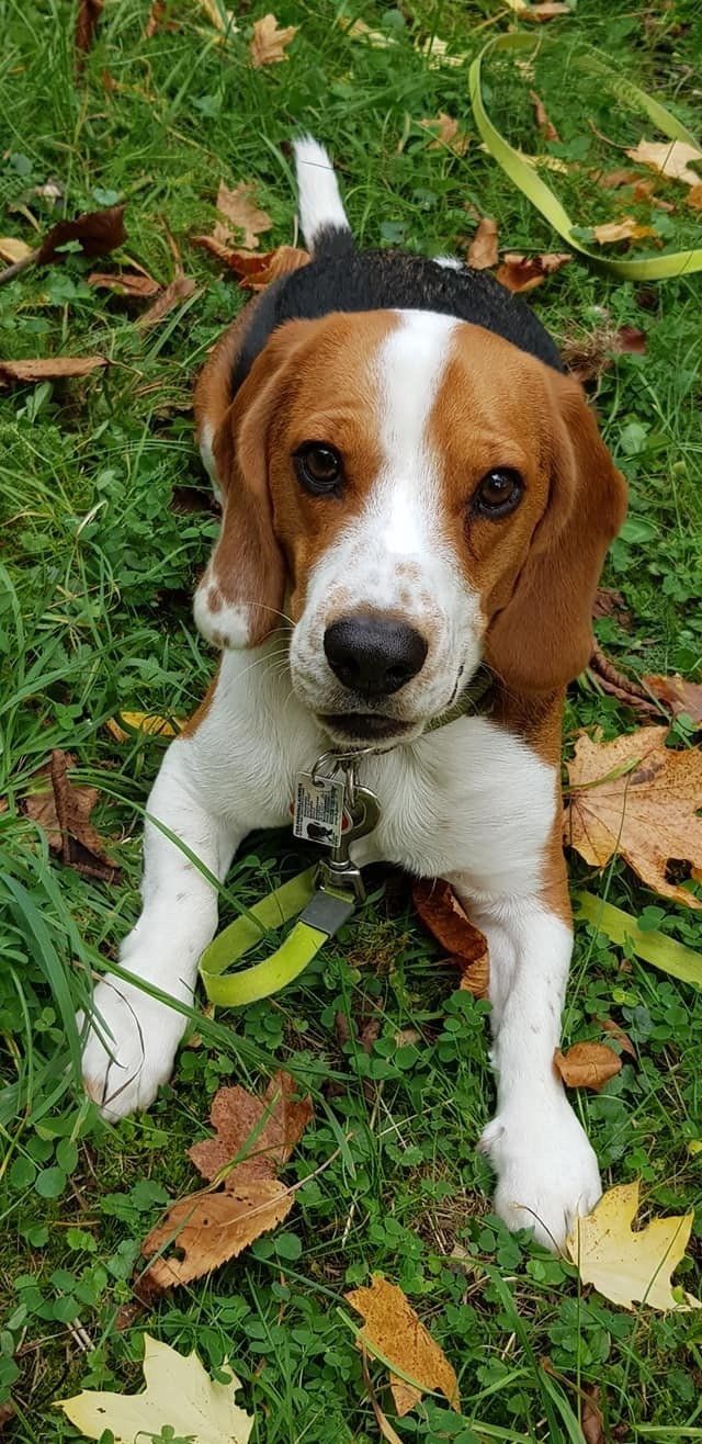 Leistungen der HundeschuleHunde Training Krone in Sachsen