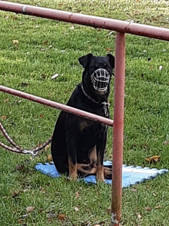 Maulkorb Hund Maulkorbberatung für den Hund in Sachsen