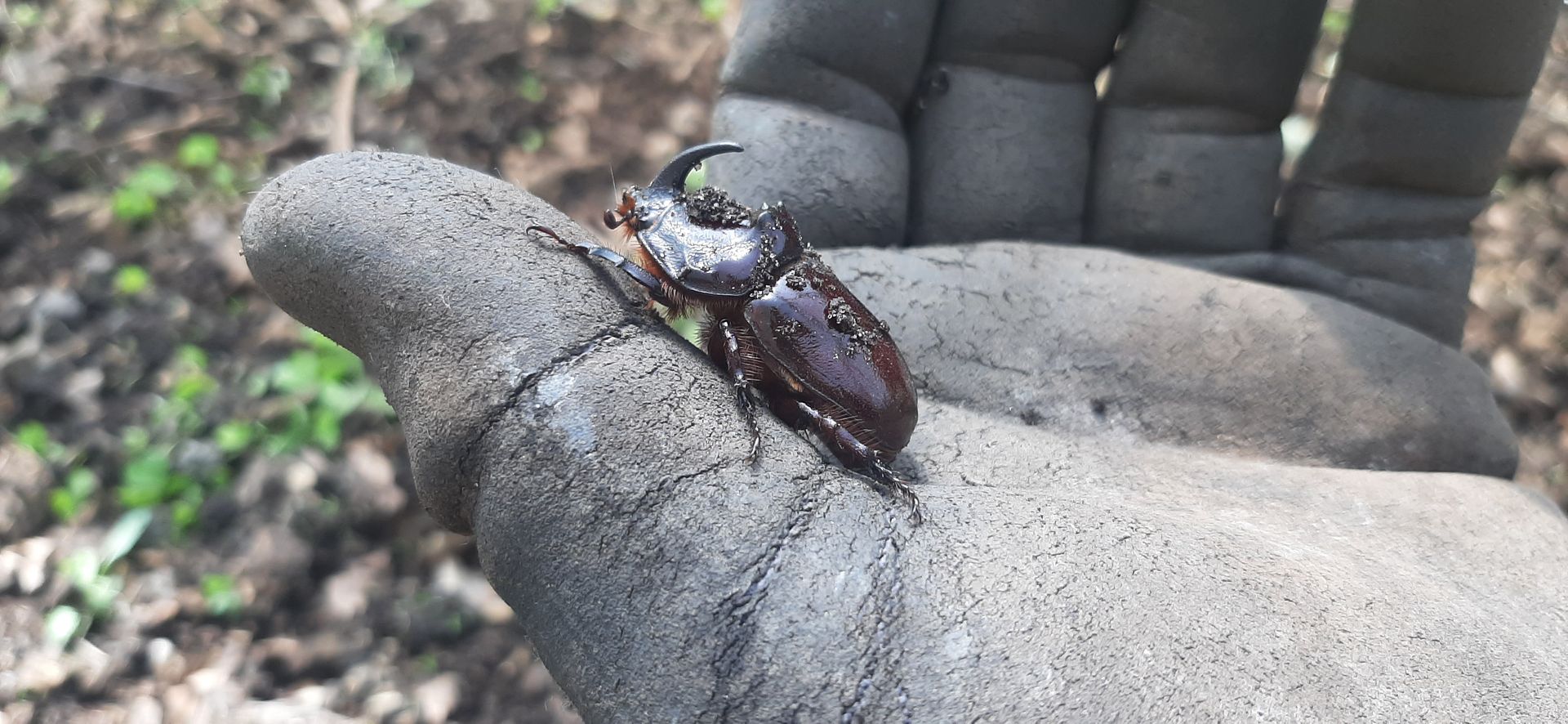 Nashornkäfer auf Gemüsehof