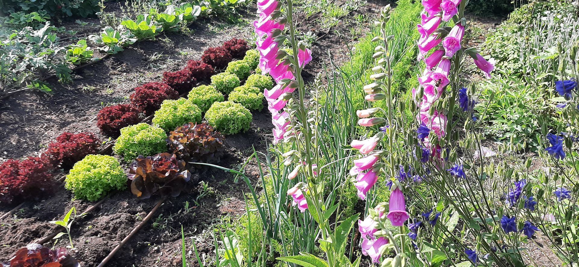 nachhaltiges Feld mit Salat Lollo rosso