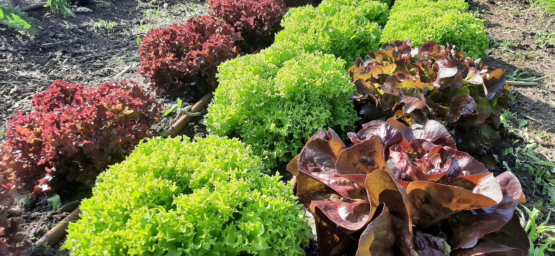 Frische Salate aus der Gärtnerei