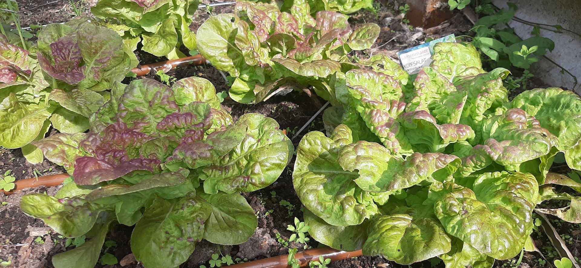 Salat aus Mühlenbeck