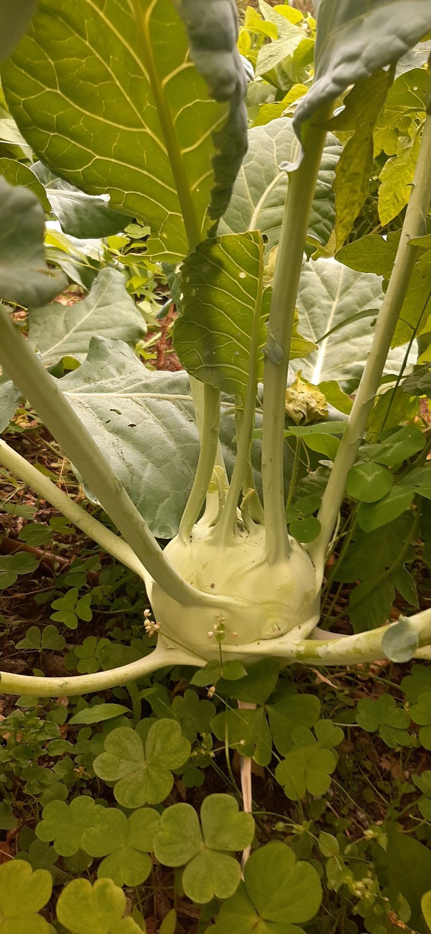 Kohlrabi aus regionalem Anbau