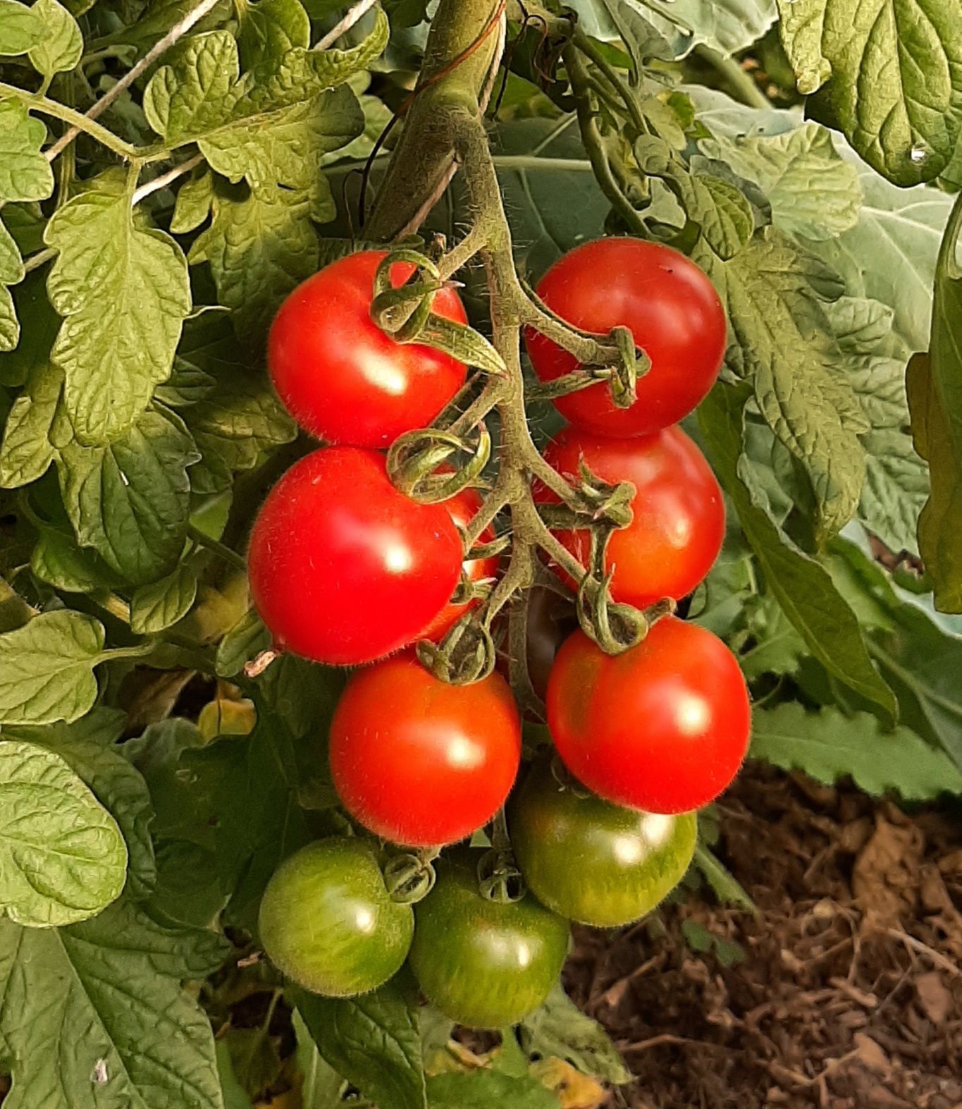 Rote saftige und grüne frische Strauchtomaten