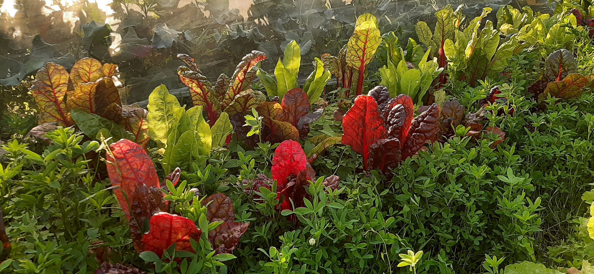 Vielzahl an Salaten aus Mühlenbecker Gärtnerei