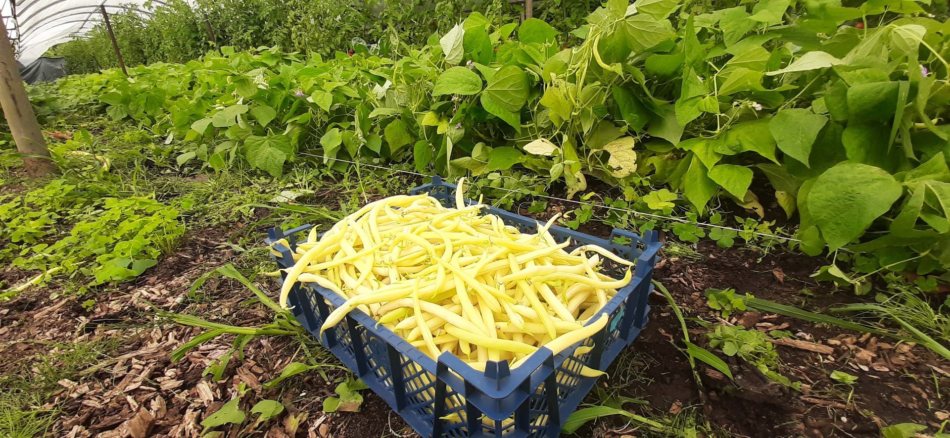 Gelbe Bohnen, frisch geerntet