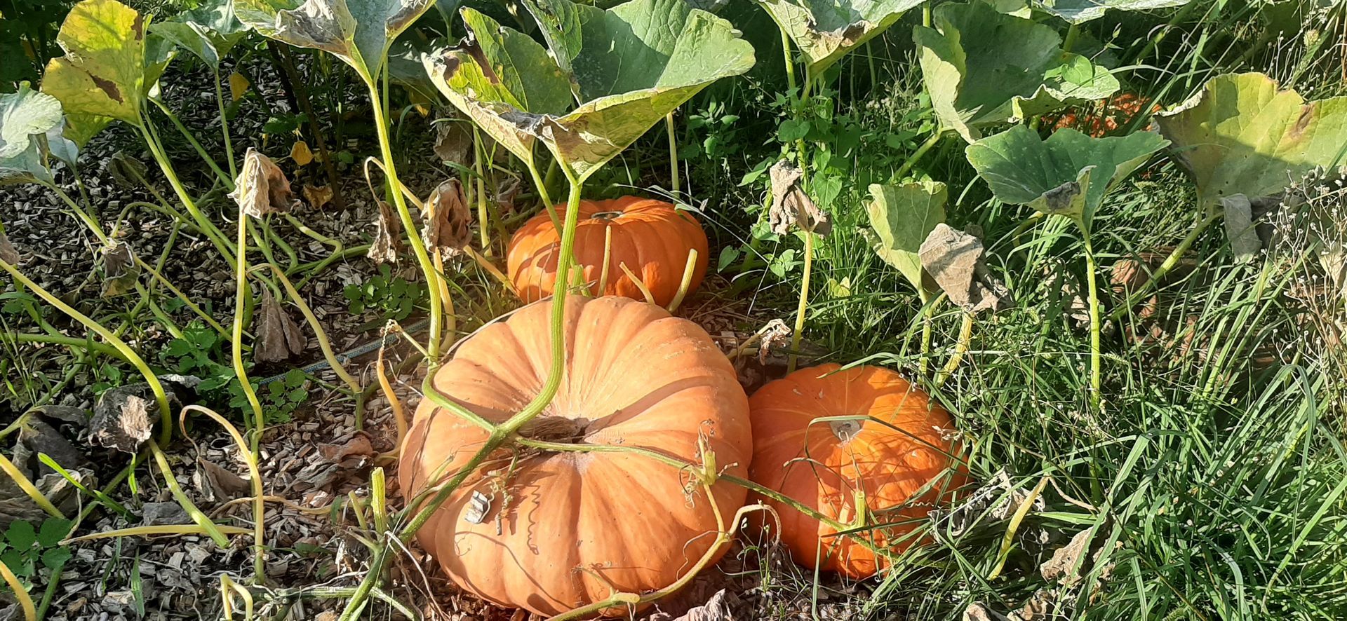 Große Kürbisse für Suppen, Marmelade und kochen