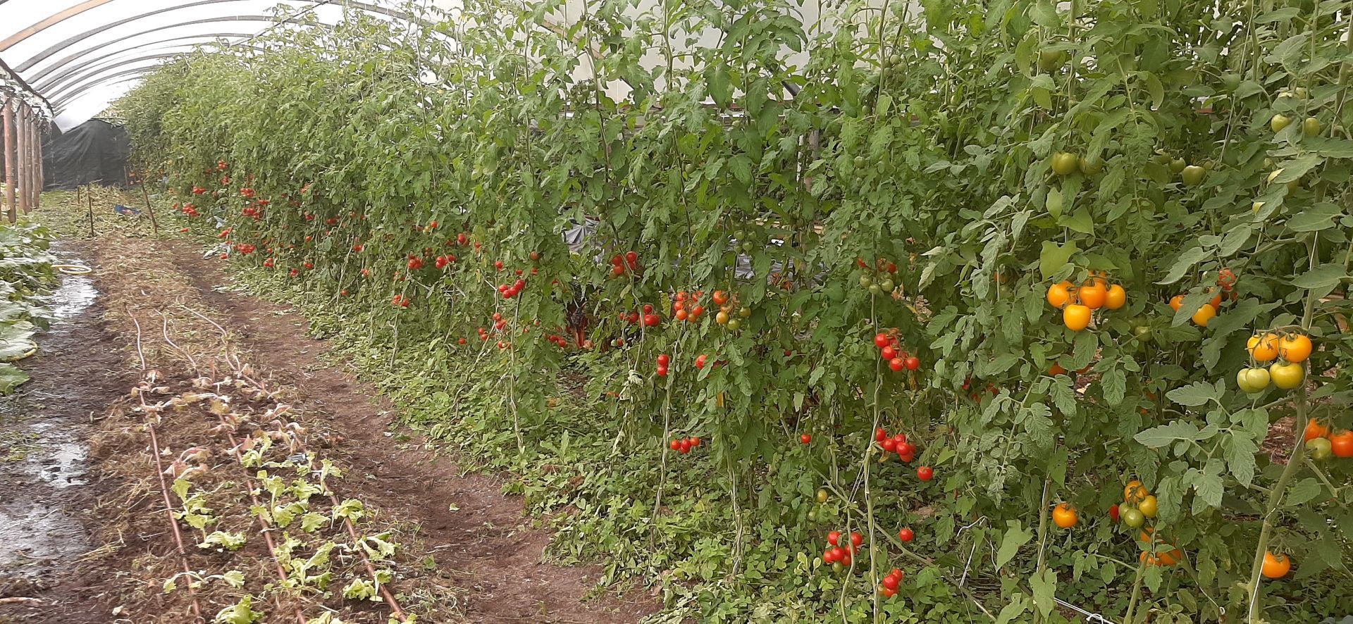 Strauchtomaten im Gewächshaus