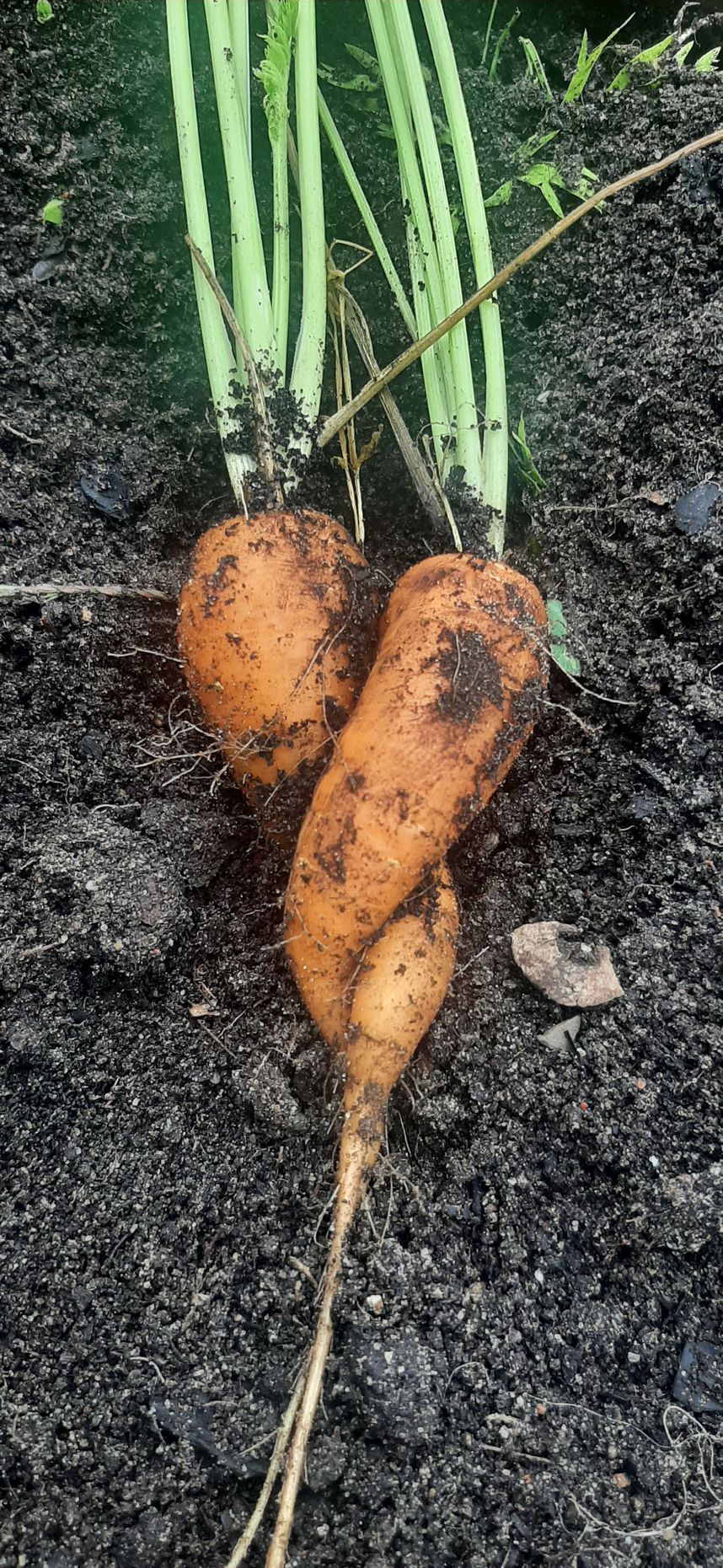 Natürlich gewachsene Möhren