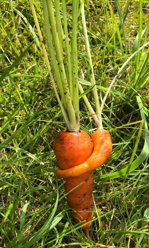 Ökologisch angebaute Möhren werden ohne den Einsatz von synthetischen Pestiziden oder chemischen Düngemitteln kultiviert, was zur Erhaltung der Bodengesundheit und des ökologischen Gleichgewichts beiträgt. Durch nachhaltige Anbaumethoden wird nicht nur die Umwelt geschützt, sondern auch die Qualität und der Geschmack der Möhren gefördert.