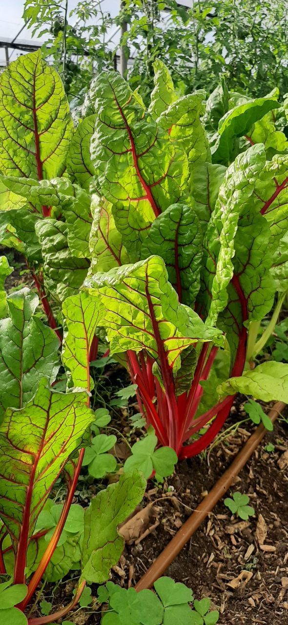 Mangold aus Mühlenbeck