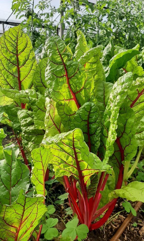 Mangold hat einen milden, leicht bitteren Geschmack, der an Spinat erinnert. Es ist reich an Vitaminen und Mineralstoffen und kann gekocht oder roh gegessen werden. Mangold ist vielseitig einsetzbar und eine beliebte Zutat in vielen Küchen rund um die Welt.