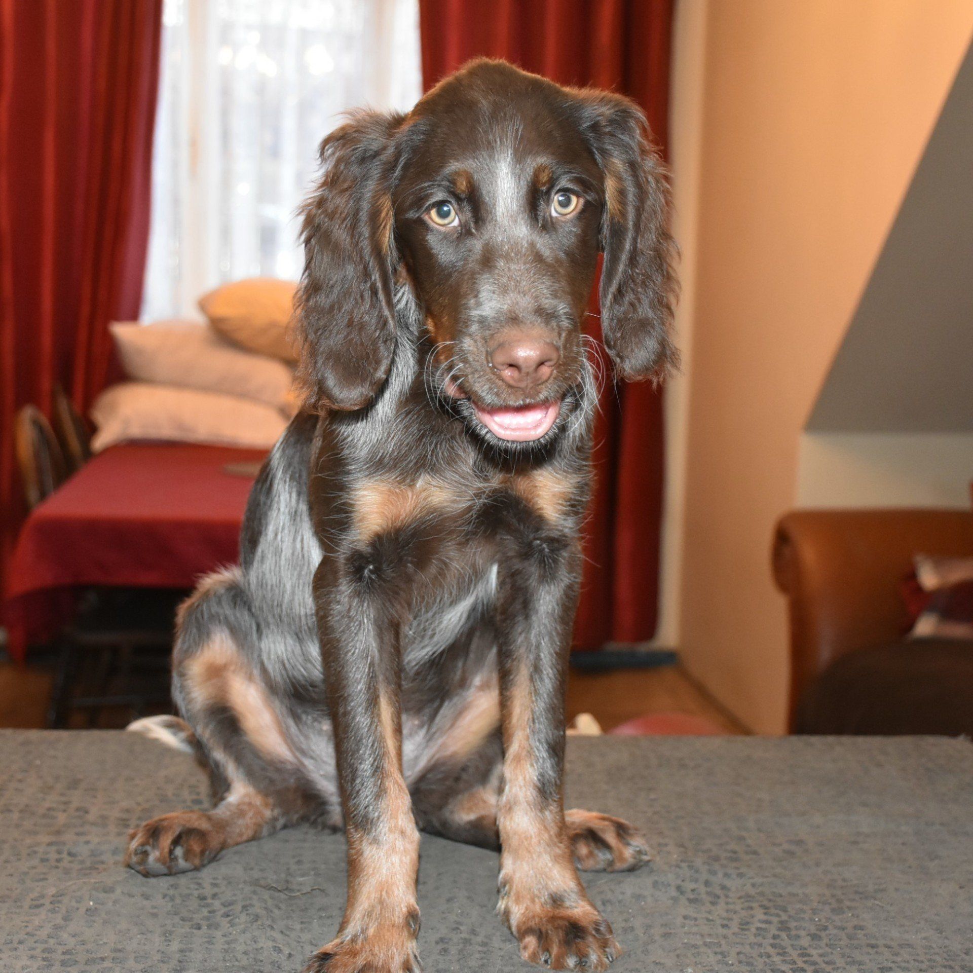 The Premier UK breeder of the Picardy Spaniel