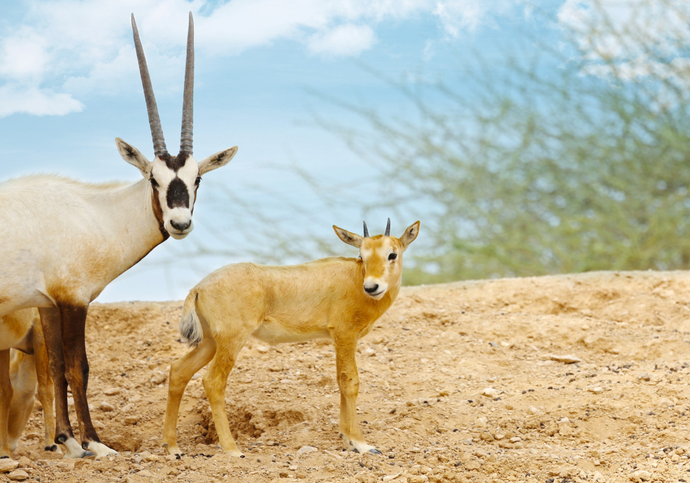 Al Ain Zoo, Interpretives, Film station, Interactives, Touchscreen, Education, Game, Entertainment, outdoor exhibit