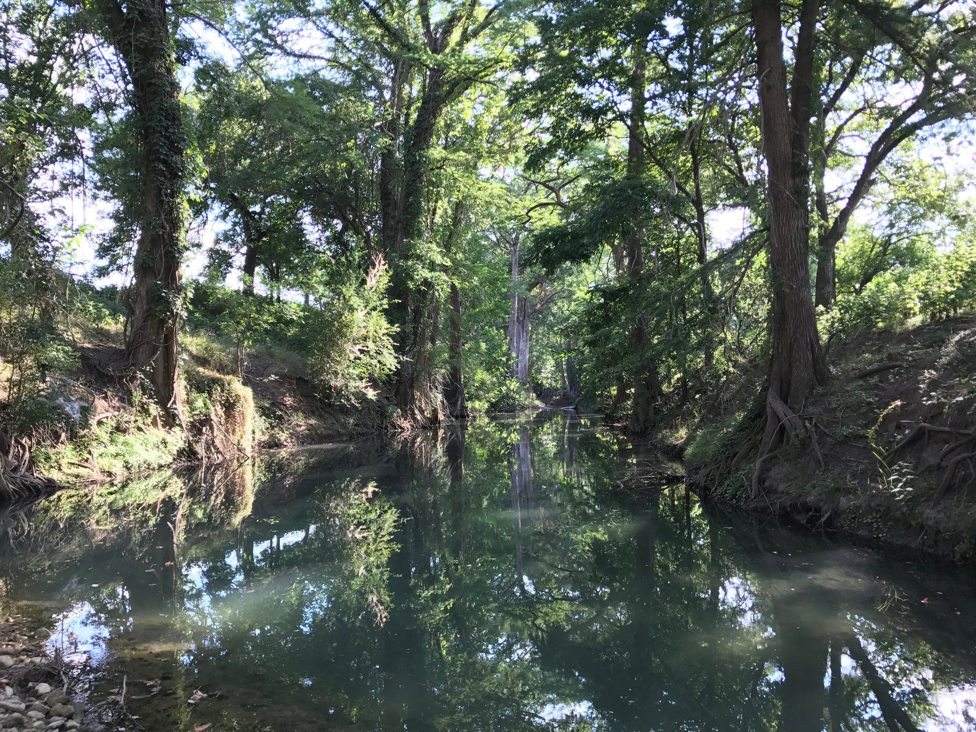 creek with large cypress trees on both banks