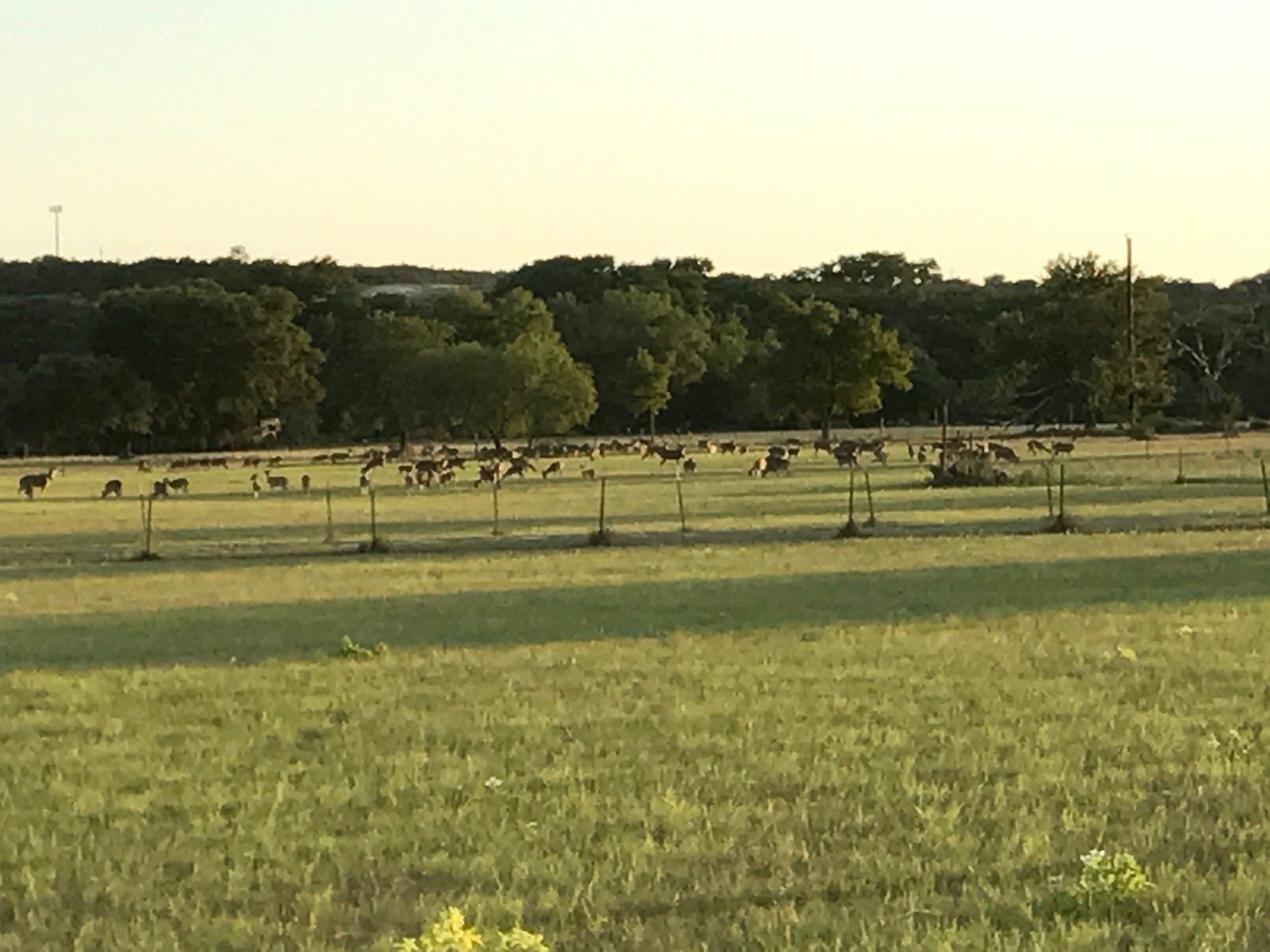 grassy meadow with dozens of spotted axis deer grazing