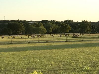 meadow with axis deer grazing