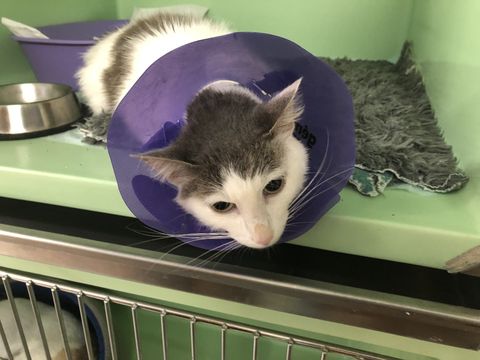 Association De Protection Animale Sur Nantes Et Sa Region