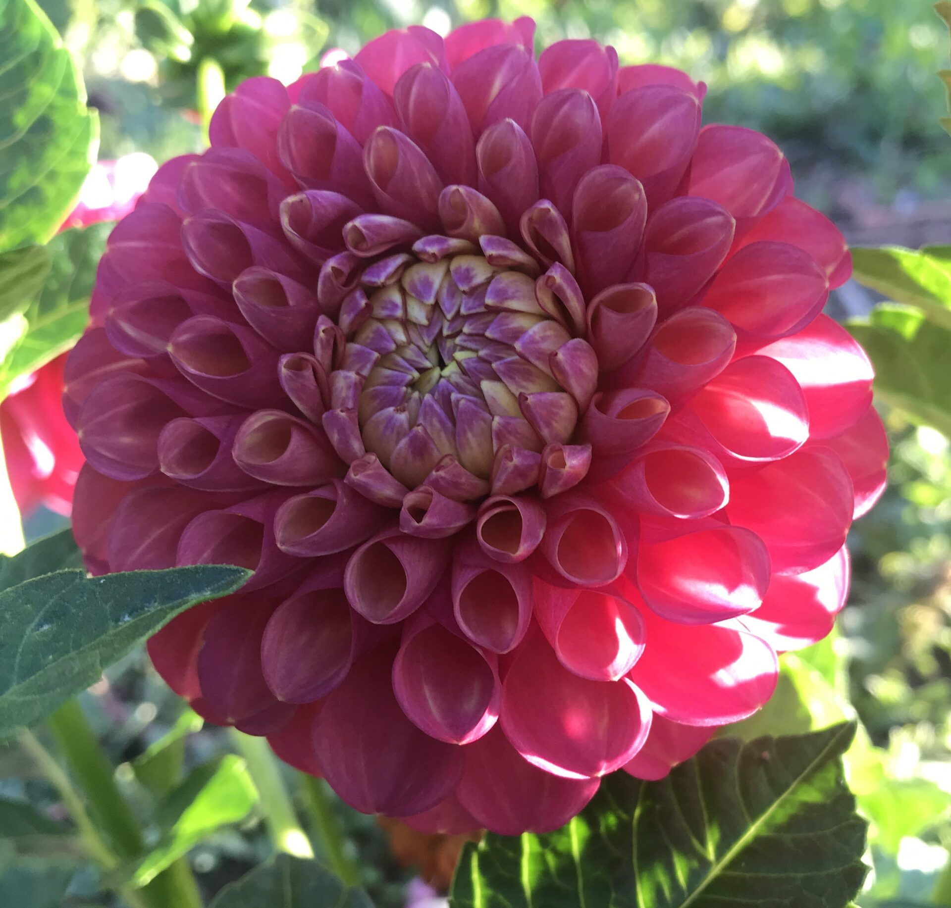 Gilbert's Dahlias