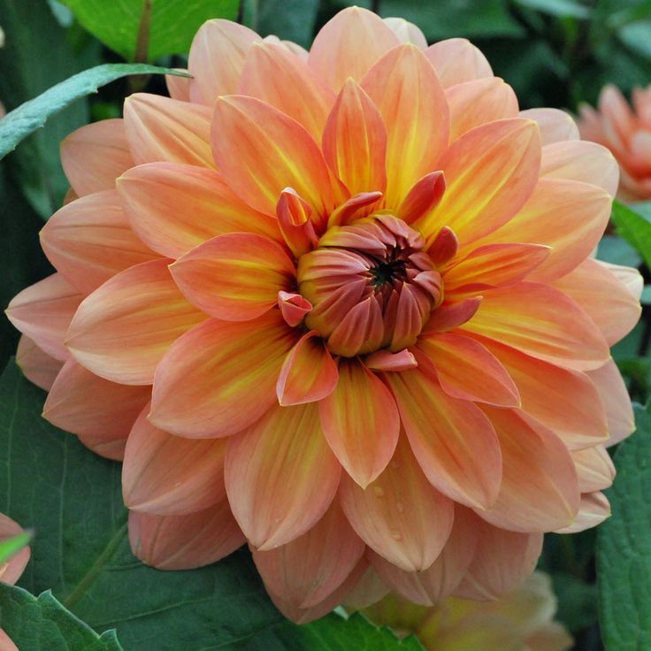 Gilbert's Dahlias